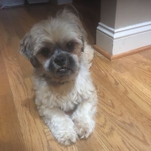 Meet your Posher, Troy